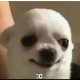 Avatar de persona